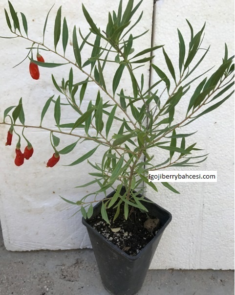   Bonzai goji berry fidanı vemeyvesi