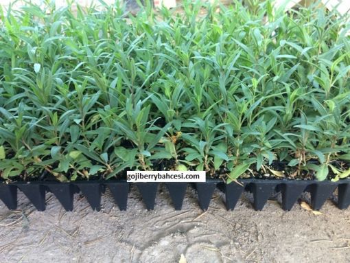  300 lük  viyolde goji berry fidanı